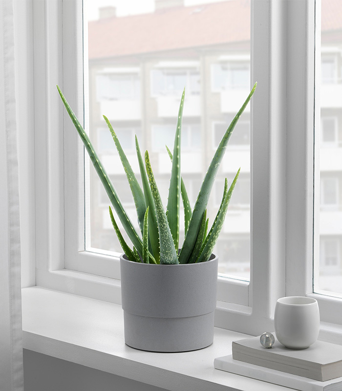 w-planters-1-0 Nypon - Image 1