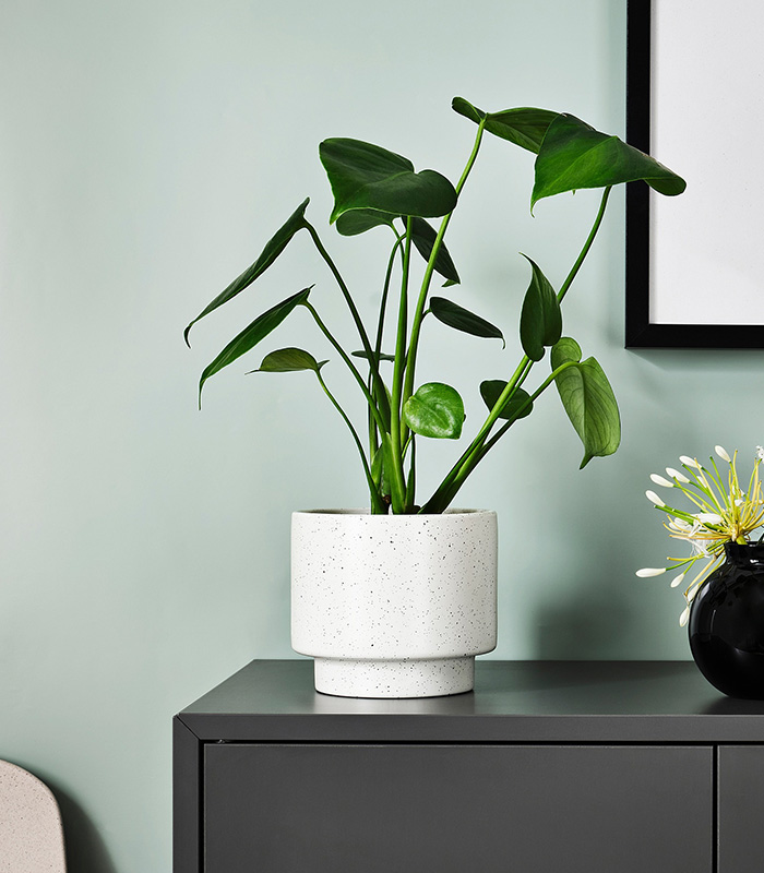 w-planters-2-0 Drakfrukt - Image 1