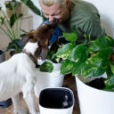 Pet friendly