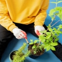 Plant care