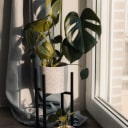 Plants